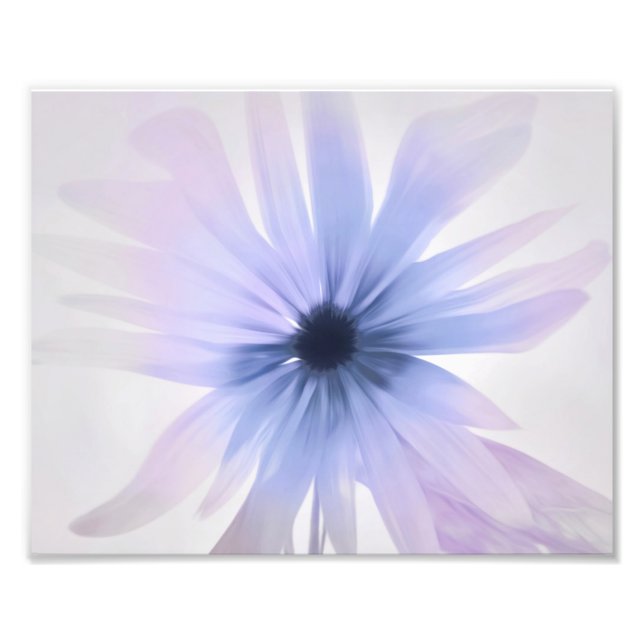 Eine Daisy mit Lila, rosa und grau Fotodruck (Vorne)