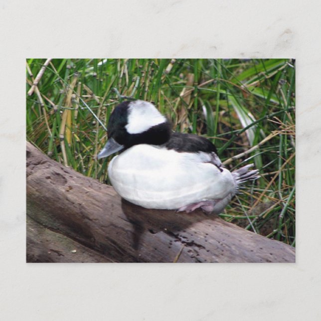 Eine der kleinsten Arten amerikanischer Enten Postkarte (Vorderseite)