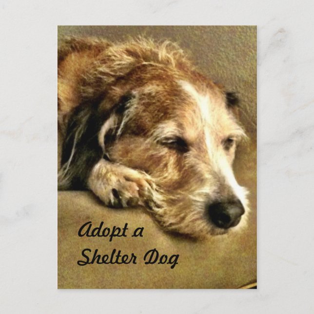 Eine Dog-Postkarte adoptiert Postkarte (Vorderseite)