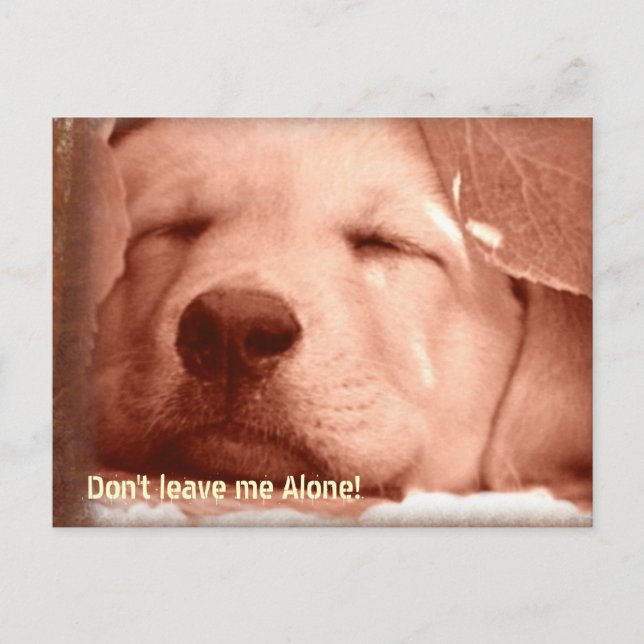 Eine Dog-Postkarte adoptiert Postkarte (Vorderseite)