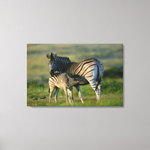 Eine Ebene Zebra füttre ihr Foal, Kwazulu-Natal Leinwanddruck