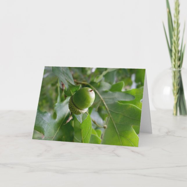 eine Eichenfrucht Karte (Vorderseite)