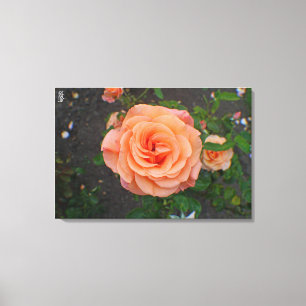Eine einzelne orangefarbene Blume Leinwanddruck