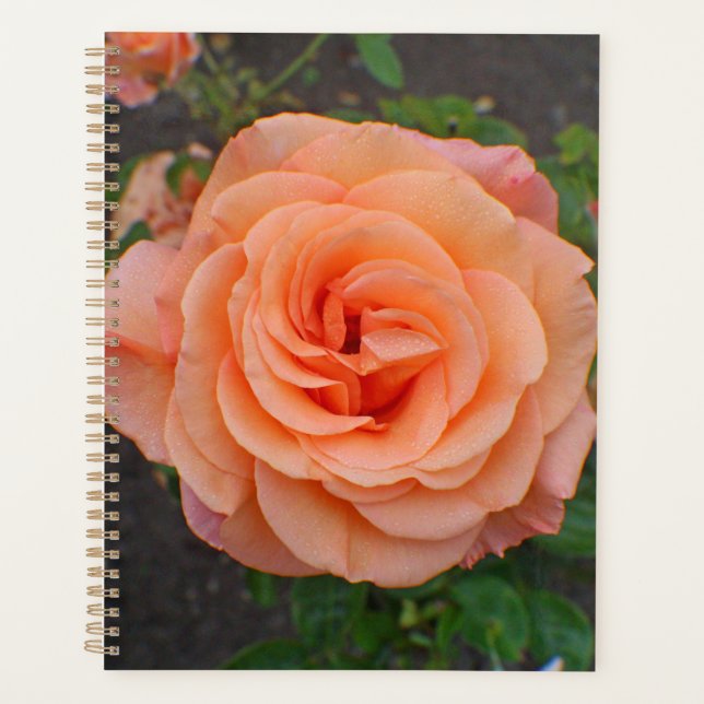 Eine einzelne orangefarbene Blume Planer (Vorderseite)