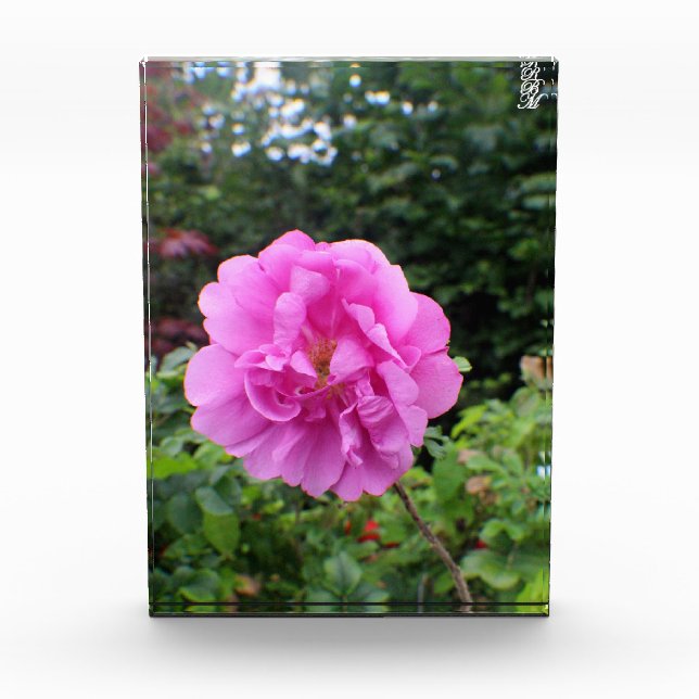 Eine einzelne rosa Blume Fotoblock (Vorderseite)