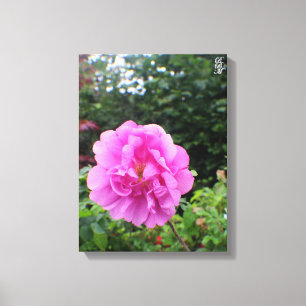 Eine einzelne rosa Blume Leinwanddruck