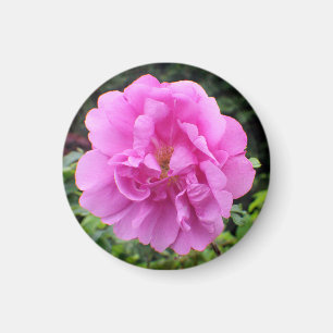 Eine einzelne rosa Blume Magnet