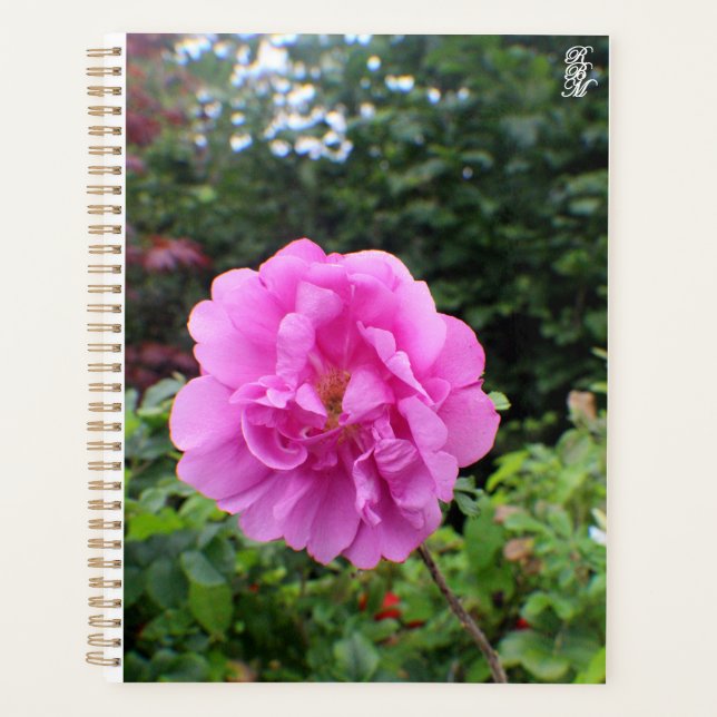 Eine einzelne rosa Blume Planer (Vorderseite)