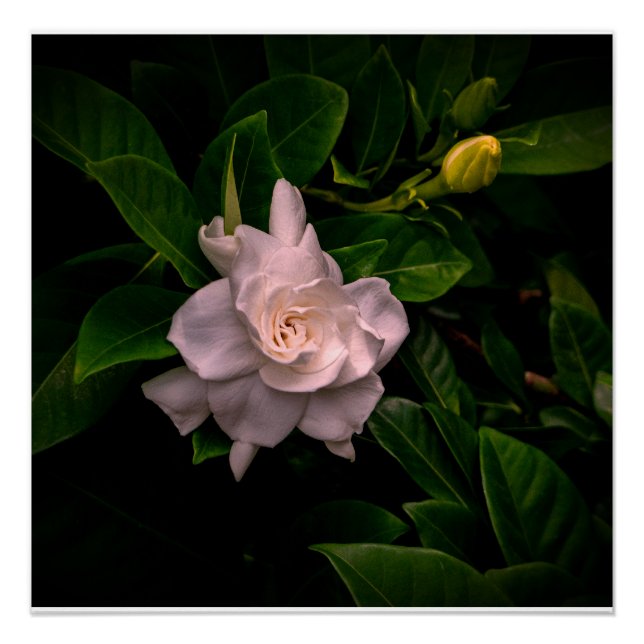 Eine empfindliche weiße Blume blüht Poster (Vorderseite)