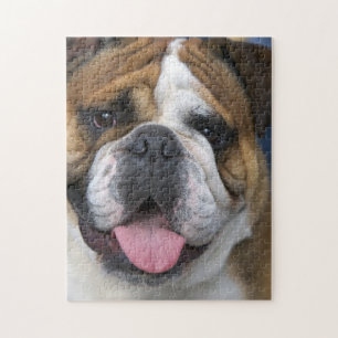 Eine englische Bulldogge in Belgien