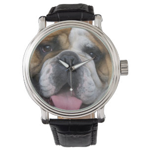 Eine englische Bulldogge in Belgien. Armbanduhr