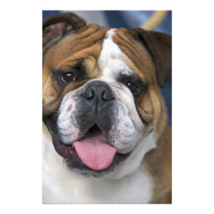 Eine englische Bulldogge in Belgien. Fotodruck