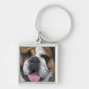 Eine englische Bulldogge in Belgien. Schlüsselanhänger