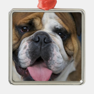 Eine englische Bulldogge in Belgien. Silbernes Ornament