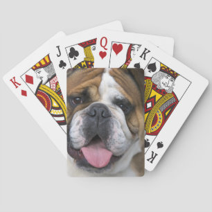 Eine englische Bulldogge in Belgien. Spielkarten