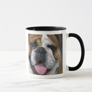 Eine Englische Bulldogge in Belgien. Tasse