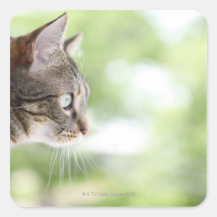 Eine erwachsene Tabby-Katze starrt aus einem Fenst Quadratischer Aufkleber