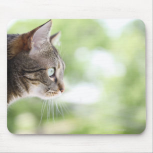 Eine erwachsene Tabbykatze, die aus einem Fenster Mousepad
