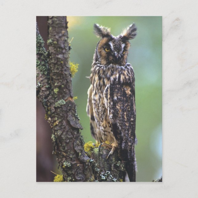 Eine Eule aus langem Ohr, die auf einem Zweig eine Postkarte (Vorderseite)