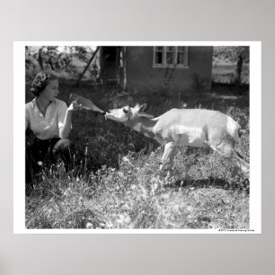 Eine Flasche fütternd eine Antilope. Poster