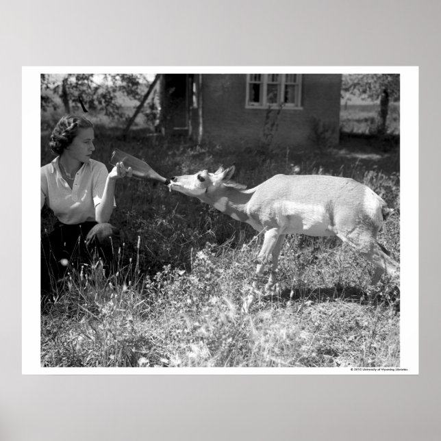 Eine Flasche fütternd eine Antilope. Poster (Vorne)