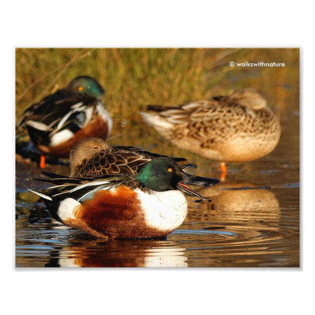Eine Flock der Northern Shovelers Fotodruck (Vorne)