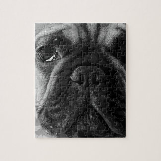 Eine französische Schwarzweiss-Bulldogge