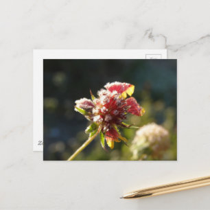 Eine frostige Blume Postkarte