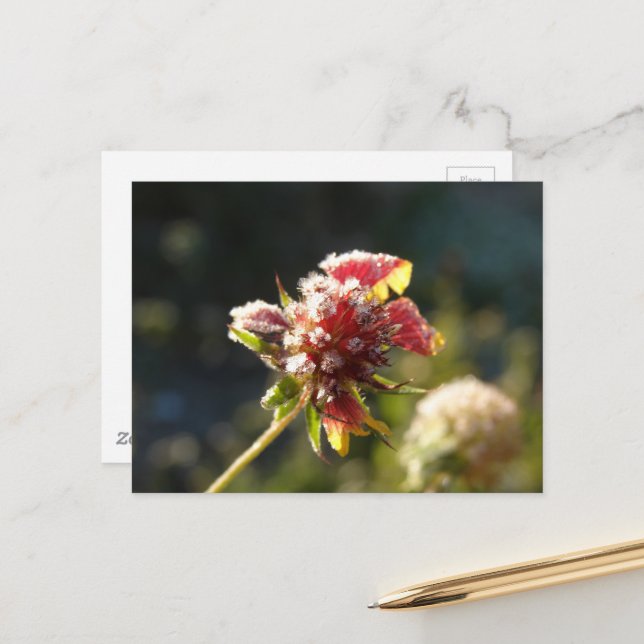 Eine frostige Blume Postkarte (Vorderseite/Rückseite Beispiel)