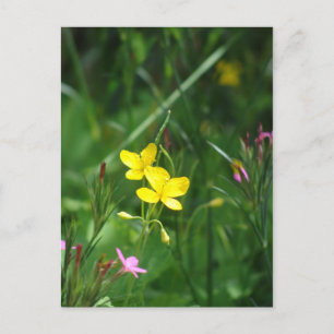 Eine Frühlingswiese in New England Postkarte
