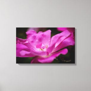 Eine fuchsianische Rose Leinwanddruck