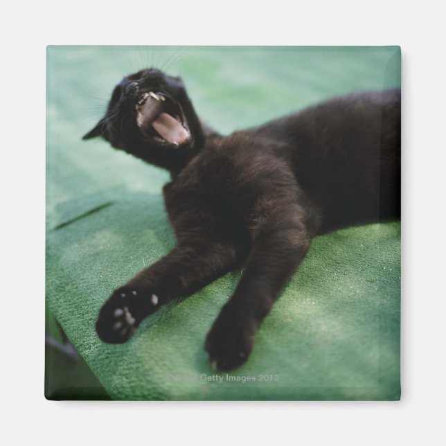 Eine gähnende Katze. Magnet (Vorne)