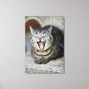 Eine gähnende Katze, Schweden Leinwanddruck