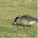 eine Gansfütterung Freistehende Fotoskulptur<br><div class="desc">eine Gans,  die durch das Gras für Nahrung wurzelt.</div>