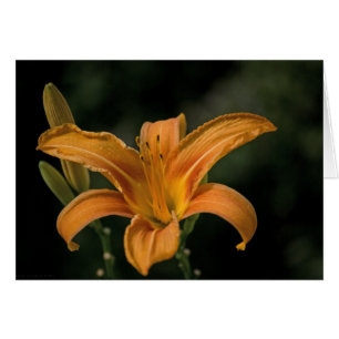 Eine Garden Deluxe Card