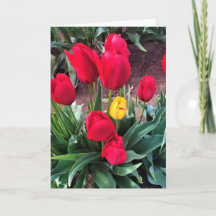 Eine gelbe mit roten Tulpen Karte