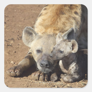 Eine Gepunktete Hyena und ihr Junge, Krüger Quadratischer Aufkleber
