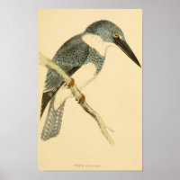 Eine Geschichte britischer Vögel 1863 BELTED-KINGF