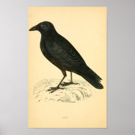 Eine Geschichte britischer Vögel 1863 CROW Poster