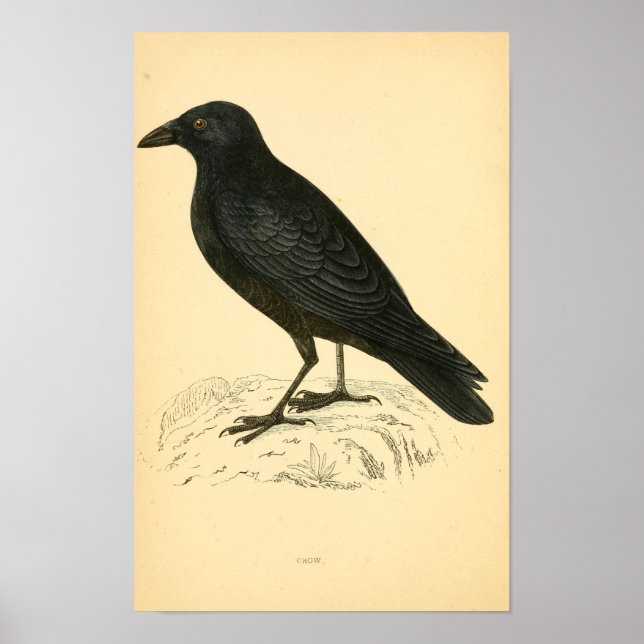 Eine Geschichte britischer Vögel 1863 CROW Poster (Vorne)