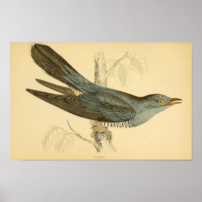 Eine Geschichte britischer Vögel 1863 CUCKOO Poster (Vorne)