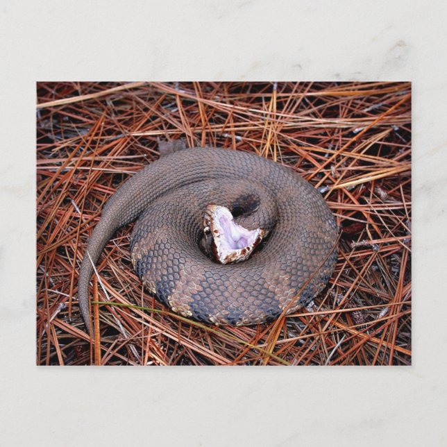 Eine giftige Ost-Cottonmouth-Schlange Postkarte (Vorderseite)