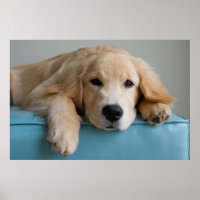 Eine goldene Retriever Welpe