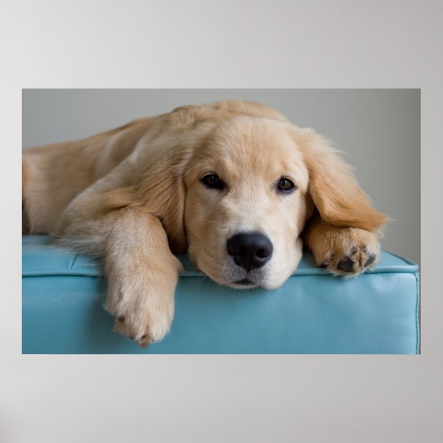 Eine goldene Retriever Welpe Poster (Vorne)