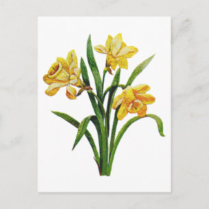 Eine goldene Schar gestickter Narzissen Postkarte