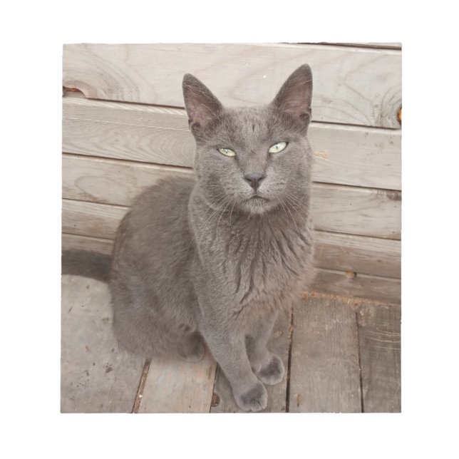 Eine graue noble Katze Notizblock (Vorderseite)
