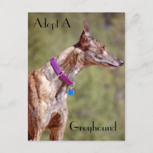 Eine Greyhound-Postkarte adoptiert Postkarte
