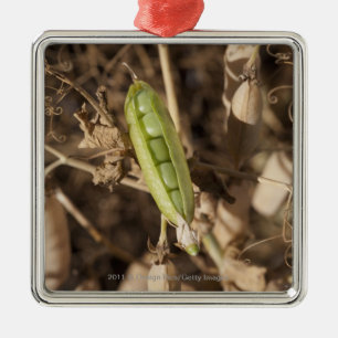 Eine grüne Erbsen-Hülse auf einer getrockneten Silbernes Ornament