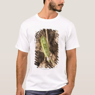 Eine grüne Erbsen-Hülse auf einer getrockneten T-Shirt