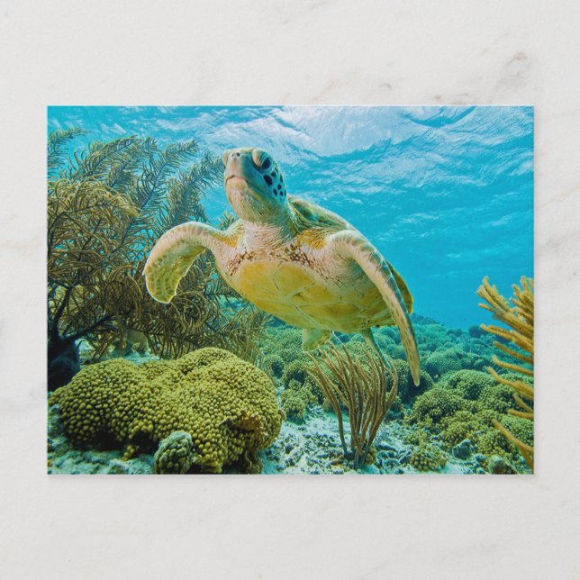 Eine grüne Schildkröte an den schmalen Riffen von  Postkarte (Vorderseite)